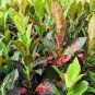 Patio Codiaeum Variegatum 200 Seeds