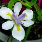 Heirloom Blooming Tectorum Perennial Flower 200 Seeds