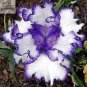 Heirloom Blooming Tectorum Perennial Flower 200 Seeds