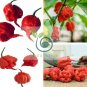 pepper chili vegetable Fresh Rare Red Carolina Reaper Pepper 400 Seeds