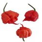pepper chili vegetable Fresh Rare Red Carolina Reaper Pepper 400 Seeds