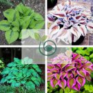 Exotic Hosta Plant Seed Four Seasons Flower 100 Seeds