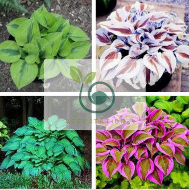 Exotic Hosta Plant Seed Four Seasons Flower 100 Seeds