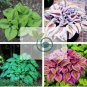 Exotic Hosta Plant Seed Four Seasons Flower 100 Seeds