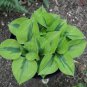 Exotic Hosta Plant Seed Four Seasons Flower 100 Seeds