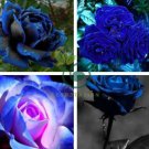 Rare Heirloom 3-Flower Blue Damask Rose Bush Flower 100 Seeds