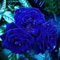 Rare Heirloom 3-Flower Blue Damask Rose Bush Flower 100 Seeds