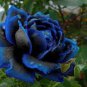 Rare Heirloom 3-Flower Blue Damask Rose Bush Flower 100 Seeds