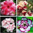 Adenium Obesum 'Doksawai' Desert Rose Flower 4 Seeds