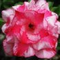 Adenium Obesum 'Doksawai' Desert Rose Flower 4 Seeds