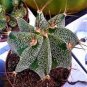 Astrophytum ornatum Rare Succulent 20 Seeds