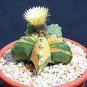 Astrophytum ornatum Rare Succulent 20 Seeds