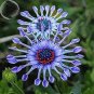Heirloom Rare Purple Blue 'spider' Chrysanthemum Perennial Flowers 100 Seeds