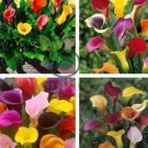 Rare Mixed Colorful Calla Lily Flowers 40 Seeds