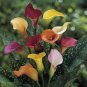 Rare Mixed Colorful Calla Lily Flowers 40 Seeds