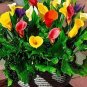 Rare Mixed Colorful Calla Lily Flowers 40 Seeds