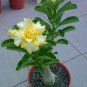 Adenium Green Beautiful Flower 4 Seeds