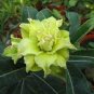 Adenium Green Beautiful Flower 4 Seeds