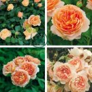 Rare 'Carding Mill' Orange Rose Shrub with Fragrant Flower 100 Seeds