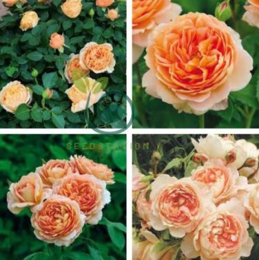 Rare 'Carding Mill' Orange Rose Shrub with Fragrant Flower 100 Seeds