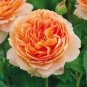 Rare 'Carding Mill' Orange Rose Shrub with Fragrant Flower 100 Seeds