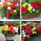 Mixed 9 Types of Begonia Flower 70 Seeds