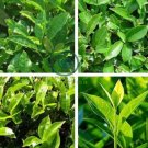 New Crop Chinese Green Tee Tree 20 seeds