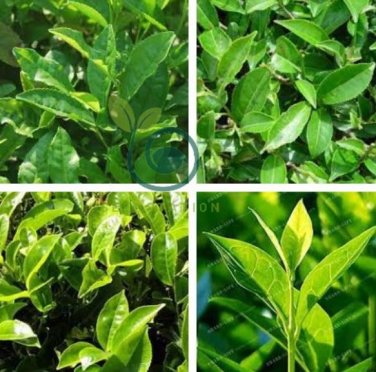 New Crop Chinese Green Tee Tree 20 seeds