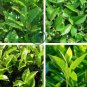 New Crop Chinese Green Tee Tree 20 seeds