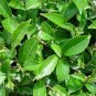 New Crop Chinese Green Tee Tree 20 seeds