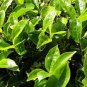 New Crop Chinese Green Tee Tree 20 seeds