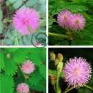 6 Colors Yellow Pink Red Mimosa Pudica Bonsai 200 Seeds