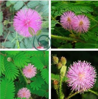 6 Colors Yellow Pink Red Mimosa Pudica Bonsai 200 Seeds