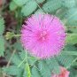 6 Colors Yellow Pink Red Mimosa Pudica Bonsai 200 Seeds