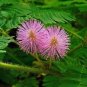 6 Colors Yellow Pink Red Mimosa Pudica Bonsai 200 Seeds