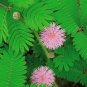 6 Colors Yellow Pink Red Mimosa Pudica Bonsai 200 Seeds