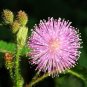 6 Colors Yellow Pink Red Mimosa Pudica Bonsai 200 Seeds
