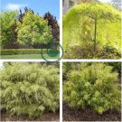 Rare Tianshan Umbrella Bamboo Perennial Evergreen Plants 20 Seeds