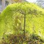 Rare Tianshan Umbrella Bamboo Perennial Evergreen Plants 20 Seeds