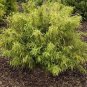 Rare Tianshan Umbrella Bamboo Perennial Evergreen Plants 20 Seeds