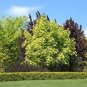 Rare Tianshan Umbrella Bamboo Perennial Evergreen Plants 20 Seeds