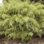 Rare Tianshan Umbrella Bamboo Perennial Evergreen Plants 20 Seeds