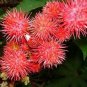 Ricinus Fire Red Castor Oil Plant 40 seeds