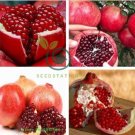 Giant Pomegranate 40 Seeds