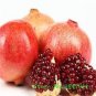 Giant Pomegranate 40 Seeds