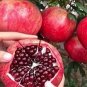 Giant Pomegranate 40 Seeds