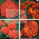 Geranium Maverick Orange Perennial Flower 20 Seeds