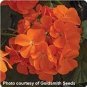 Geranium Maverick Orange Perennial Flower 20 Seeds