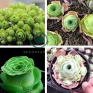 Mountain Rose Succulents Bonsai Plants 400 Seeds