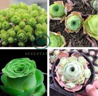 Mountain Rose Succulents Bonsai Plants 400 Seeds